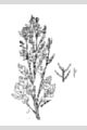 View a larger version of this image and Profile page for Barbarea vulgaris W.T. Aiton