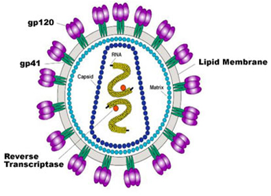 Organization of the HIV-1 Viron