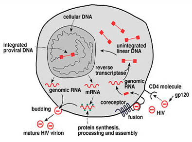Replication cycle of HIV