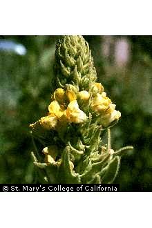 Photo of Verbascum thapsus L.