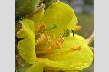 View a larger version of this image and Profile page for Verbascum thapsus L.