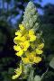 View a larger version of this image and Profile page for Verbascum thapsus L.