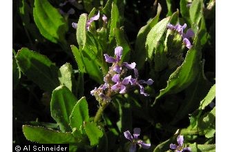 Photo of Chorispora tenella (Pall.) DC.