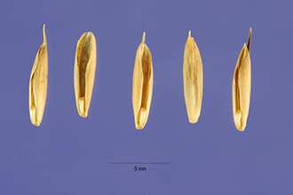 Photo of Bromus secalinus L.