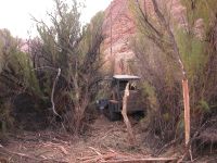 Bullhog treatment in tamarisk