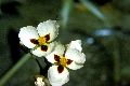 View a larger version of this image and Profile page for Sagittaria montevidensis Cham. & Schltdl.