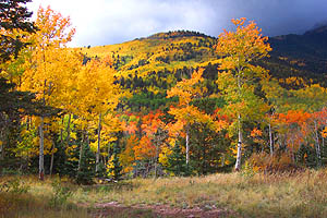 fall colors, medano pass