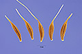 View a larger version of this image and Profile page for Pyrrhopappus carolinianus (Walter) DC.