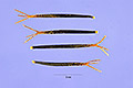 View a larger version of this image and Profile page for Bidens pilosa L.