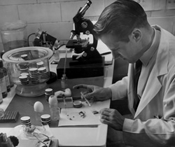 Willy Burgdorfer, Ph.D. noculating ticks