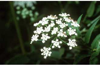 Photo of Cicuta maculata L.