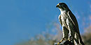 Peregrine falcon