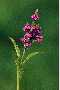 View a larger version of this image and Profile page for Verbena hastata L.