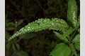 View a larger version of this image and Profile page for Verbena hastata L.