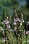 View a larger version of this image and Profile page for Verbena hastata L.