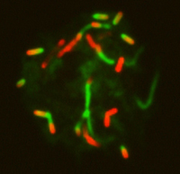 Listeria monocytogenes (red) form actin tails (green) in mouse dendritic cells.