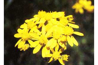 Photo of Senecio hydrophilus Nutt.