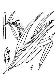 Line Drawing of Salix ×pendulina Wender. [fragilis × ?sepulcralis]