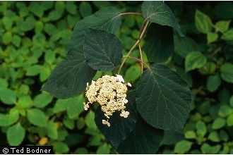 Photo of Hydrangea arborescens L.