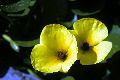 View a larger version of this image and Profile page for Hydrocleys nymphoides (Humb. & Bonpl. ex Willd.) Buchenau