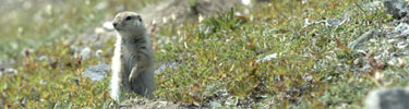 Ground Squirrel