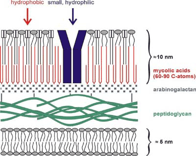 Schematic of the bacterial cell wall 
