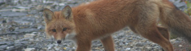 A red fox looking directly at the camera as it travels across the rock tundra.