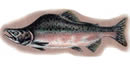 An illustration of an adult pink salmon