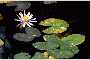 View a larger version of this image and Profile page for Nymphaea odorata Aiton