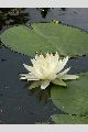 View a larger version of this image and Profile page for Nymphaea odorata Aiton