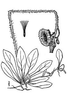 Line Drawing of Hieracium ×floribundum Wimm. & Grab. (pro sp.) [caespitosum × lactucella]