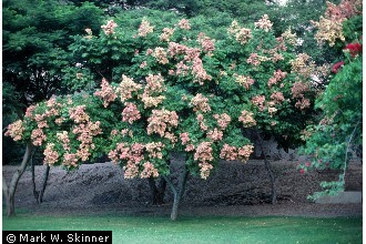 Photo of Koelreuteria elegans (Seem.) A.C. Sm.