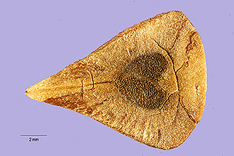 Photo of Aristolochia odoratissima L.