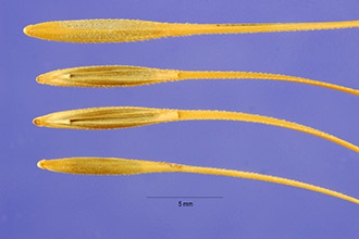 Photo of Taeniatherum caput-medusae (L.) Nevski