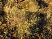 Rabbit Brush near Susanville