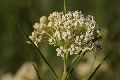 View a larger version of this image and Profile page for Asclepias subverticillata (A. Gray) Vail