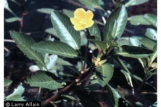 Photo of Ludwigia grandiflora (Michx.) Greuter & Burdet ssp. grandiflora