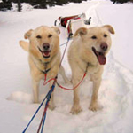 Image of sled dogs ready to work