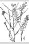 View a larger version of this image and Profile page for Sisymbrium altissimum L.