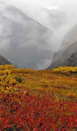 Fall color in the Wrangell High Country