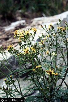 Photo of Senecio eremophilus Richardson