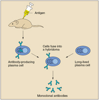 Antigen is injected into a mouse; antibody-producing plasma cells are created. These cells fuse into a hybridoma from long-lived plasma cells, and monoclonal antibodies are the result.