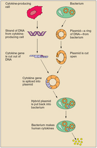 Strand of DNA from cytokine producing cell has a gene cut out; meanwhile, a  plasmid—a ring of DNA—is cut open from a bacterium. The cytokine geneis spliced into plasmid; hybrid plasmid is put back into a bacterium; and a bacterium makes human cytokines.
