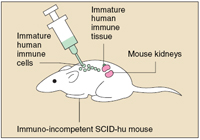Immature human immune cells are injected into a mouse. Along with immature human immune tissue, these attach to mouse kidneys, creating an immuno-incompetent SCID-hu mouse.