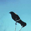 Silhouette of blackbird against blue sky.