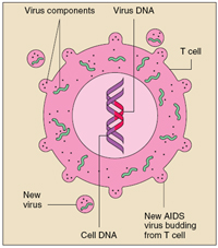 Virus DNA infects cell DNA within a T cell, with new AIDS virus budding from the T cell, virus components infecting the cell, and a new virus created from the buds.