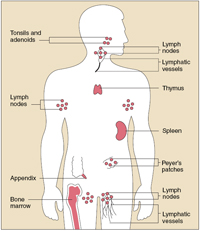 The organs of the immune system are positioned throughout the body; tonsils and adenoids, lymph nodes, lympathic vessels, thymus, spleen, appendix, Peyer's patch, and bone marrow.
