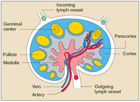 The lymph node contains numerous specialized structures. T cells concentrate in the paracortex, B cells in and around the germinal centers, and plasma cells in the medulla. This image shows the incoming lymph vessle, follicles, germinal center, paracortex, cortex, medulla, a vein and an artery, and the outgoing lymph vessel.