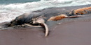 Dead whale in swash on beach.