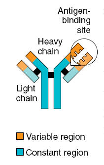 An antibody is made up of two heavy chains and two light chains. The variable region, which differs from one antibody to the next, allows an antibody to recognize its matching antigen.